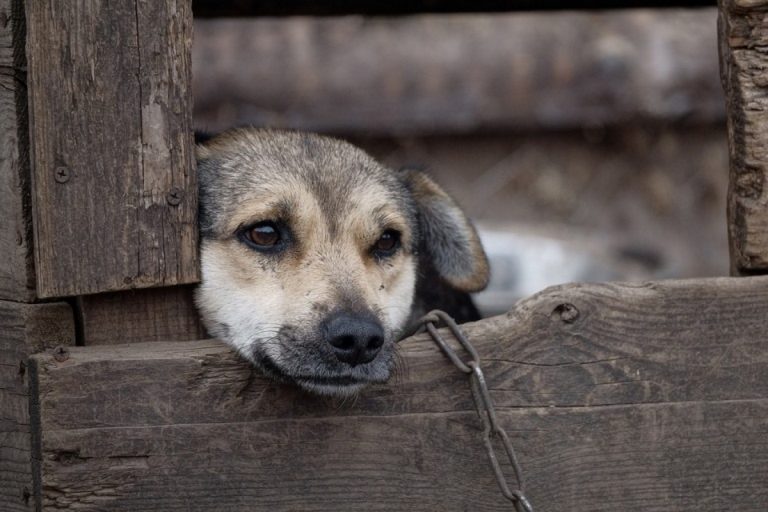В Зубцовском районе собака заразилась бешенством и умерла