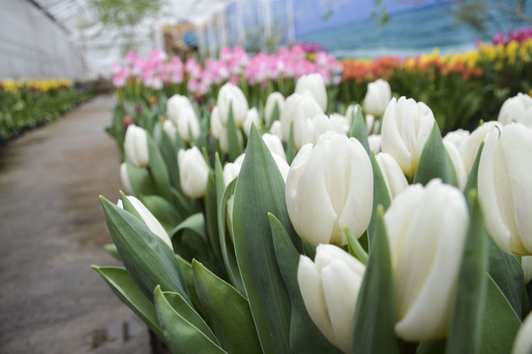В Твери 29 февраля откроется выставка тюльпанов