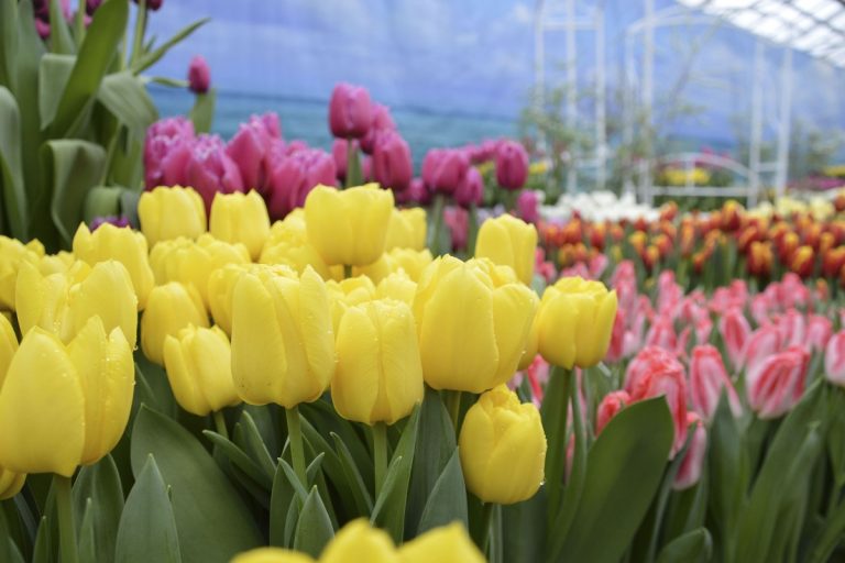 В Твери 29 февраля откроется выставка тюльпанов