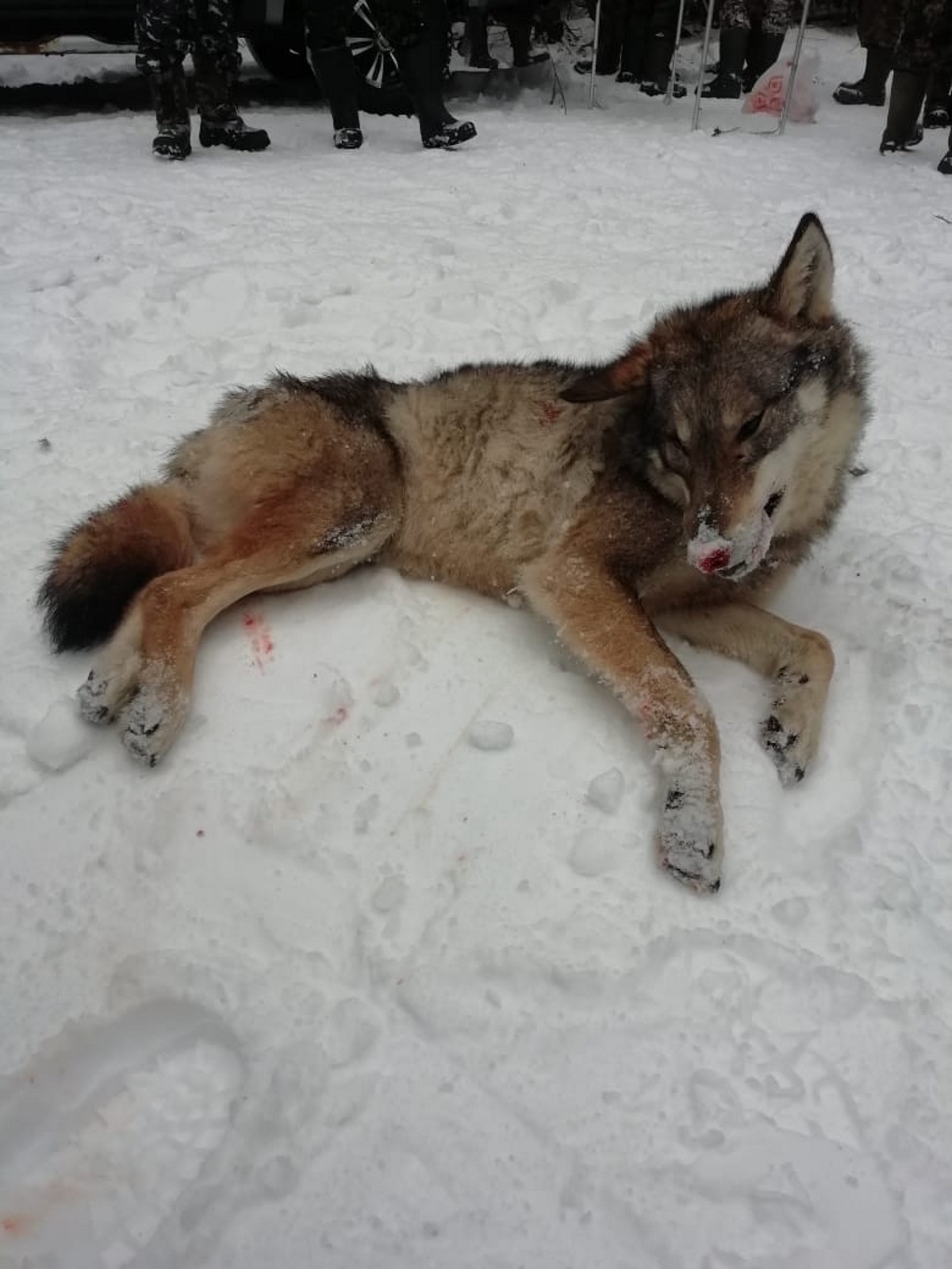 В Бологовском районе охотники уничтожили наводящих на сельчан ужас волков