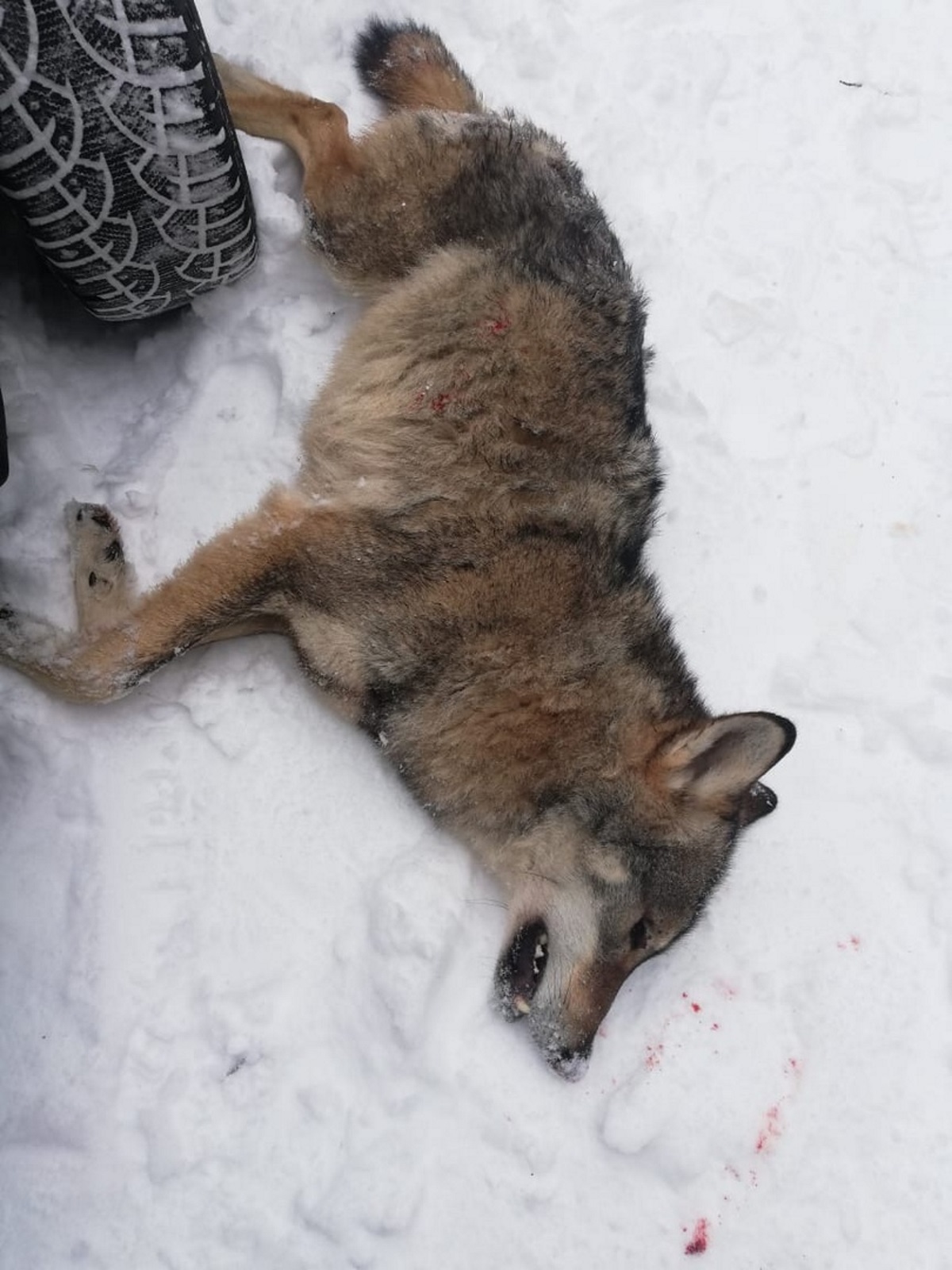 В Бологовском районе охотники уничтожили наводящих на сельчан ужас волков