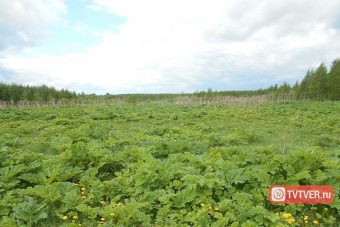 Жителей Тверской области заставят бороться с борщевиком под угрозой штрафа
