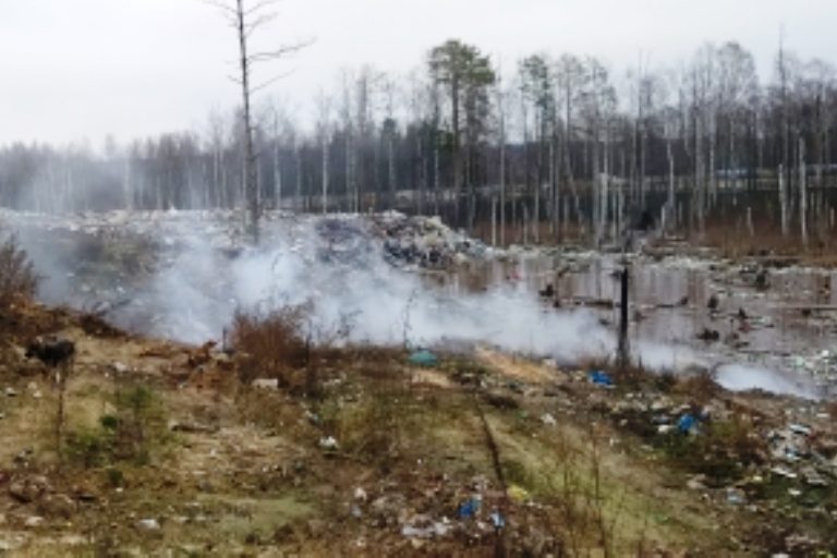 Глава тверского предприятия устроил свалку, которая привела к гибели леса на 60 млн рублей
