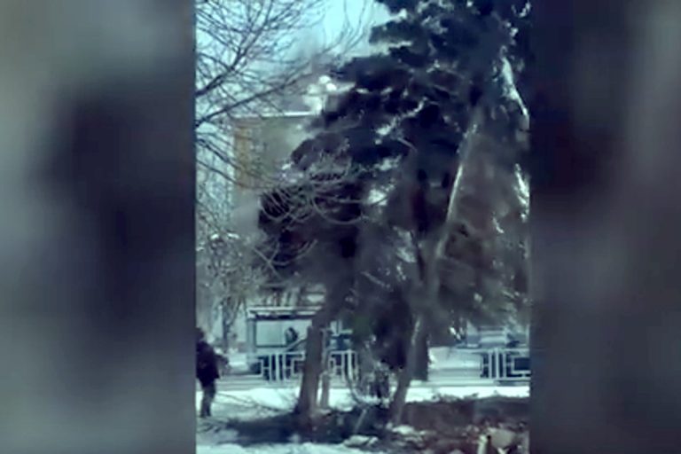 В Твери спилили украшающие улицу Орджоникидзе ели