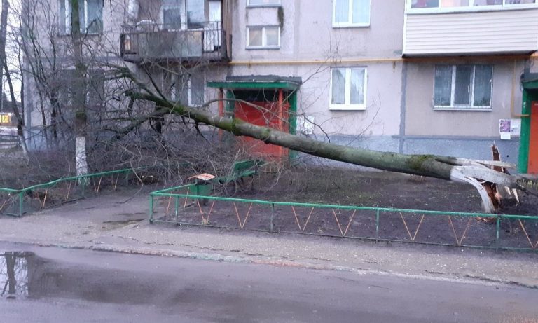 В Конакове ураганный ветер повалил огромное дерево прямо перед входом в подъезд многоквартирного дома