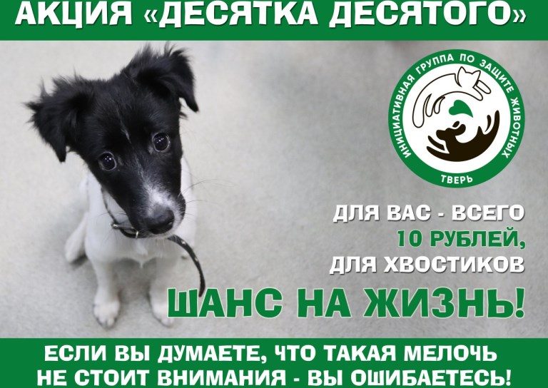 В Тверской области пройдет благотворительная акция помощи бездомным животным