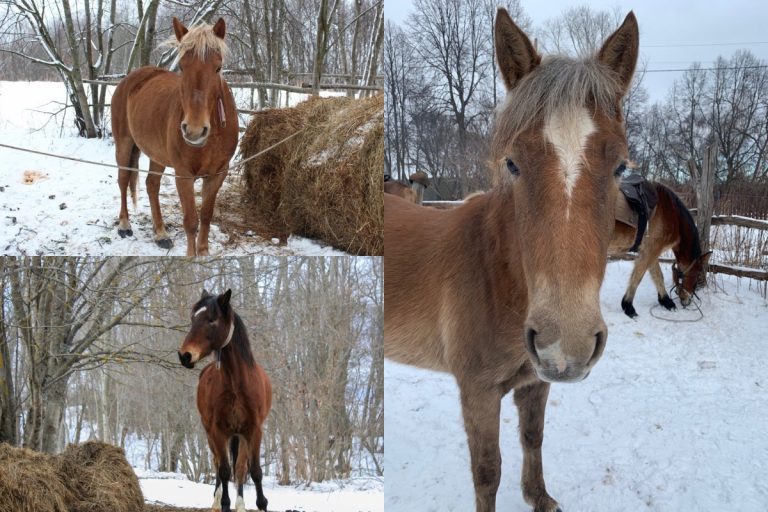 В Тверской области ищут двух украденных лошадей и жеребенка