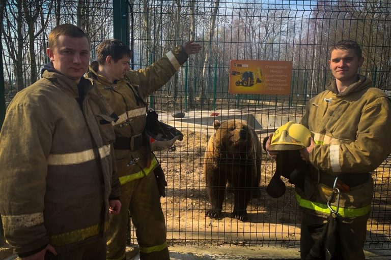 Знаменитый медведь Мансур из Тверской области едва не пострадал из-за пала травы