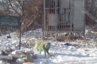 В Вышнем Волочке хулиганы покрасили собаку в зелёный цвет
