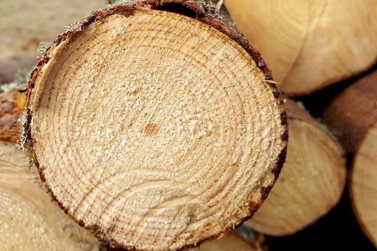 Из Тверской области ежегодно экспортируется около 300 тысяч кубометров древесины