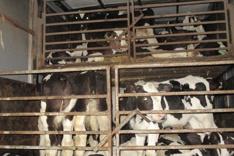 На границе задержаны 54 теленка, направлявшиеся в Тверскую область