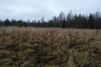 В Кувшиновском районе землевладелец допустил зарастание сельхозугодий
