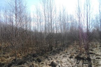 В Конаковском районе землевладелец допустил зарастание сельхозугодий