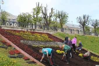 Тверь украсили цветниками