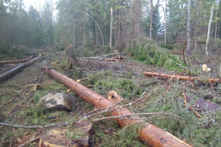 В Бологовском районе задержали "черного" лесоруба