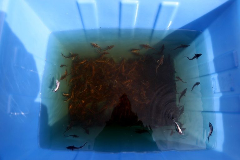 В День Волги в акваторию реки в Твери выпустили 10 тысяч мальков стерляди