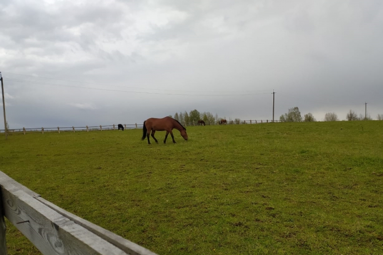 В Тверской области рецидивисты украли трех племенных лошадей