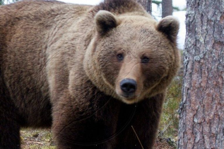 В тверском лесу сняли на видеокамеру стеснительного медведя