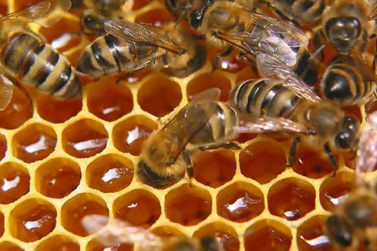 В Тверской области пчелы заразились опасным заболеванием