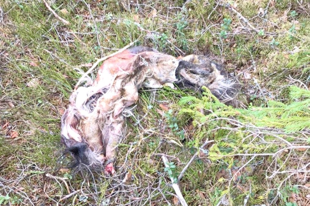 В Тверской области жителей пугают останки козлов