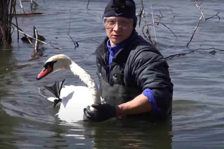 Тверские СМИ выдали спасение лебедя на Кубани за красивый поступок земляков