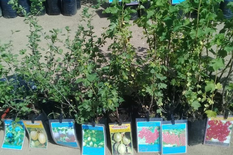 В Тверской области торговали сомнительными саженцами