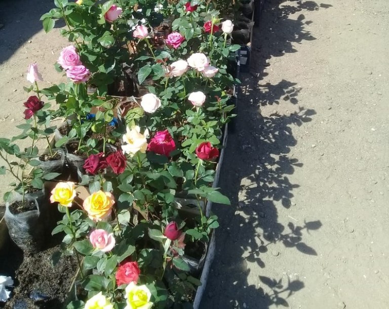 В Тверской области торговали сомнительными саженцами