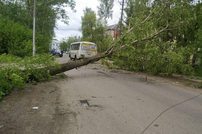 Упавшее дерево повредило автобус в Торжке