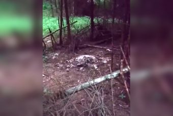 Зоозащитники: под Тверью мучают и приносят в жертву животных