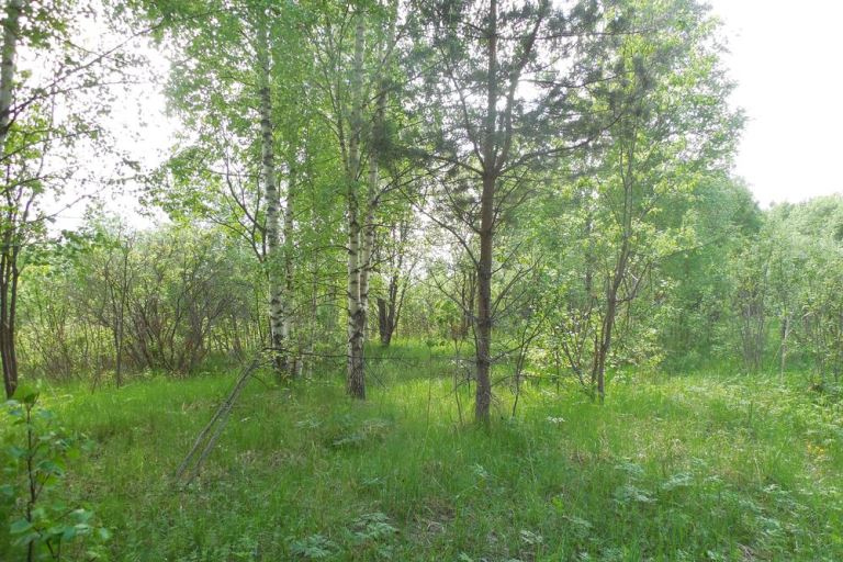 В Тверской области землевладелец вырастил на сельхозугодьях трехметровые деревья