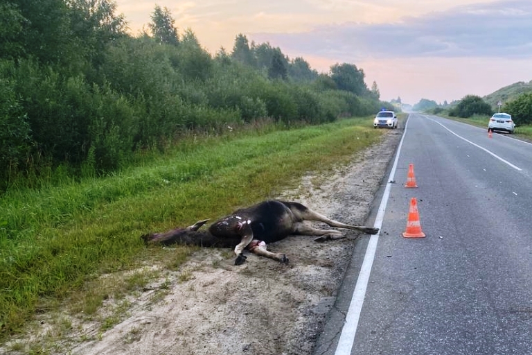 После столкновения автомобиля с лосем в Тверской области пострадал водитель