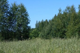 Крупный землевладелец допустил зарастание сельхозугодий Тверской области