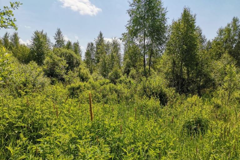 Землевладельца оштрафовали за зарастание сельхозугодий в Тверской области