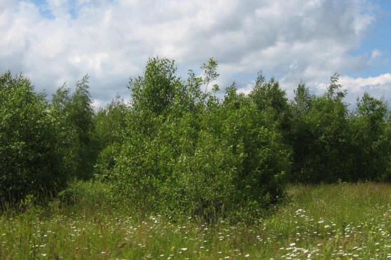 В Тверской области землевладелец допустил зарастание 55 гектаров сельхозугодий
