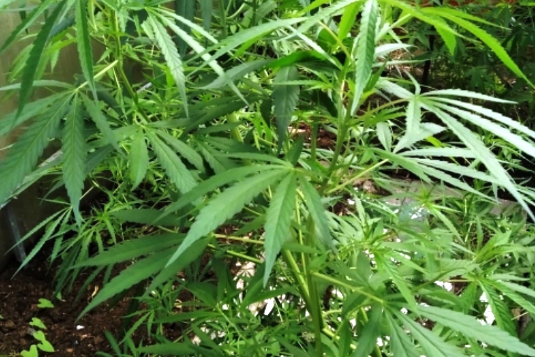 Выращивание марихуаны без цели сбыта что можно найти через tor browser hydra