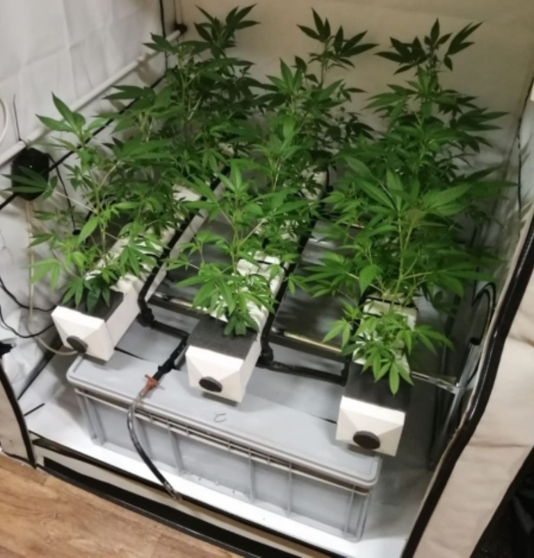 Житель Тверской области создал теплицу для выращивания конопли