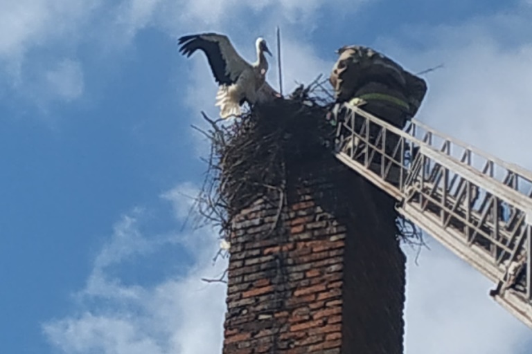 В Тверской области сотрудники МЧС спасли аиста