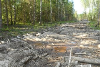 В Тверской области задержали «чёрного лесоруба»