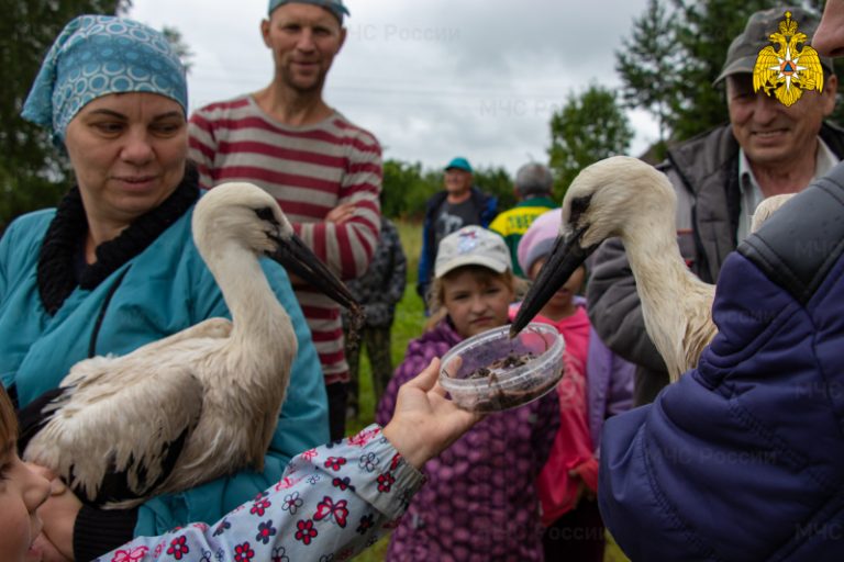В Тверской области спасатели восстановили гнездо аистам и вернули в него птенцов