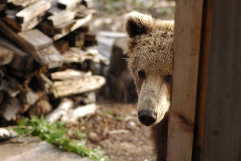 Медведь приходит в поселок Тверской области