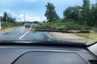 В Твери дерево рухнуло на дорогу В Твери дерево рухнуло на дорогу
