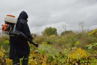 В Твери продолжают бороться с борщевиком