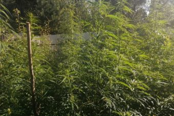 Житель Твери выращивал коноплю в промышленных масштабах