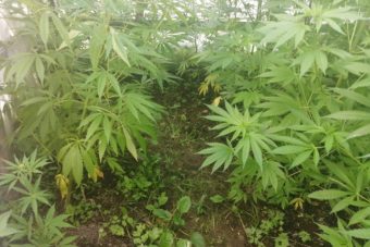 Житель Твери выращивал коноплю в промышленных масштабах