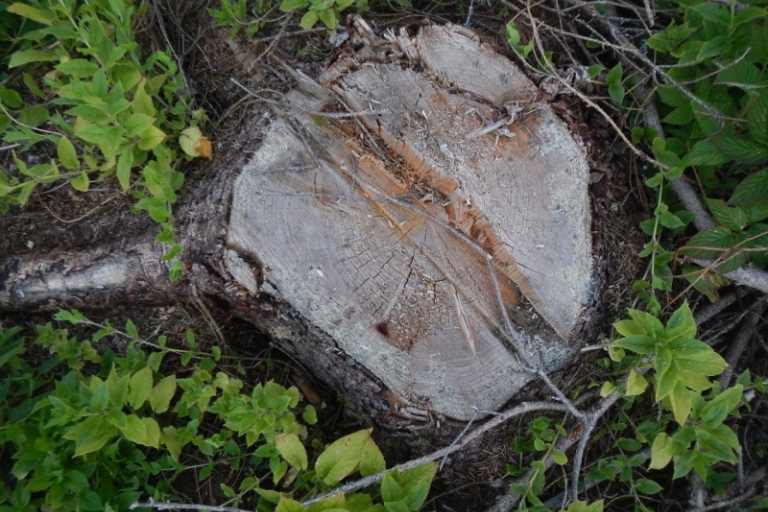 В Тверской области черный лесоруб сколотил бригаду, незаконно напилившую деревьев на 1,5 млн рублей