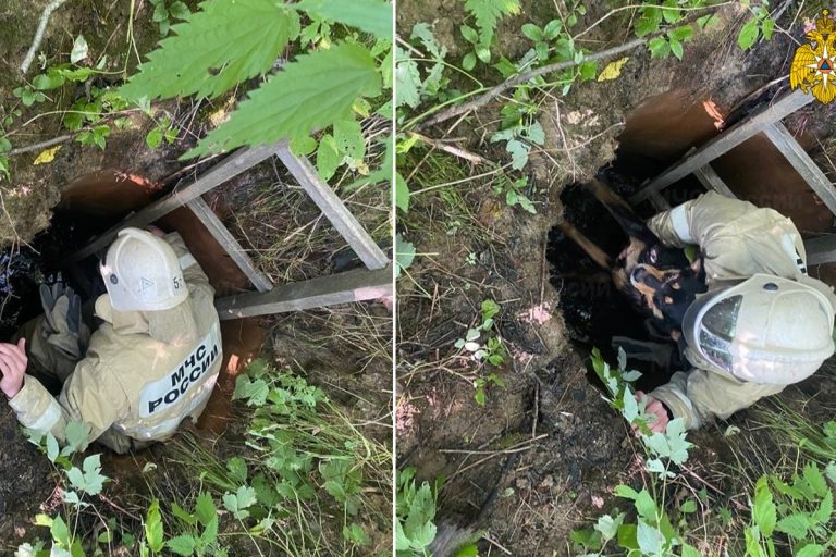 Сотрудники МЧС спасли собаку, упавшую на дно колодца в Тверской области