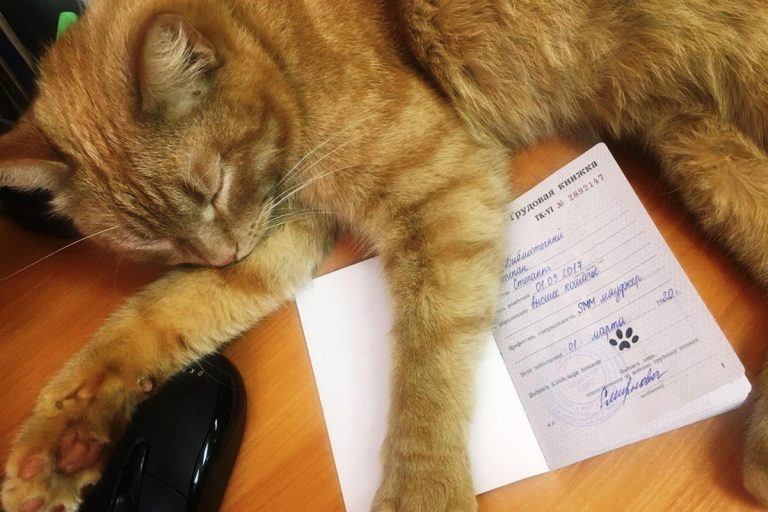 В Тверской области полиция выясняет обстоятельства пропажи кота Степана