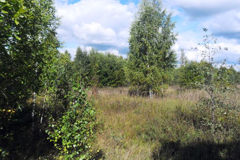 Землевладелец в Тверской области повторно нарвался на штраф за зарастание сельхозугодий