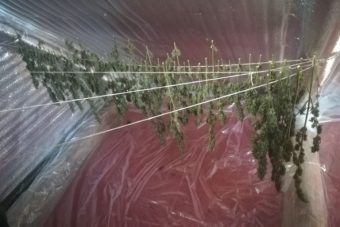 В Тверской области задержали очередного любителя конопли