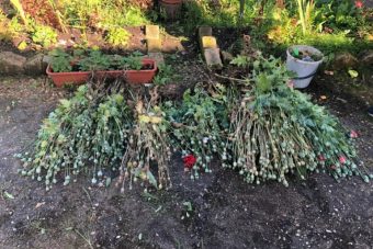 Жительница Тверской области вырастила полторы сотни кустов мака